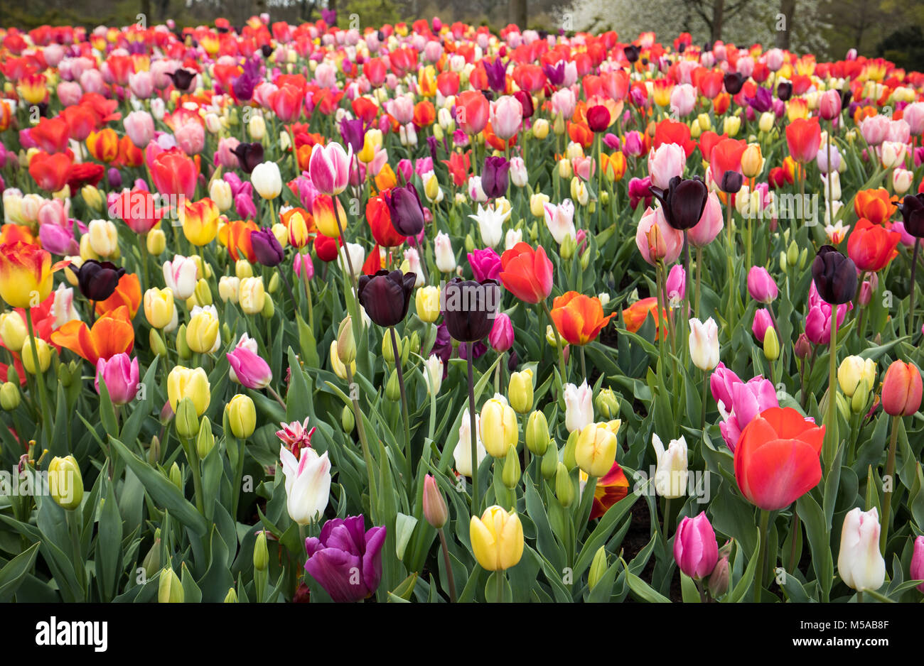colorful tulips flowers blooming in a garden Stock Photo - Alamy