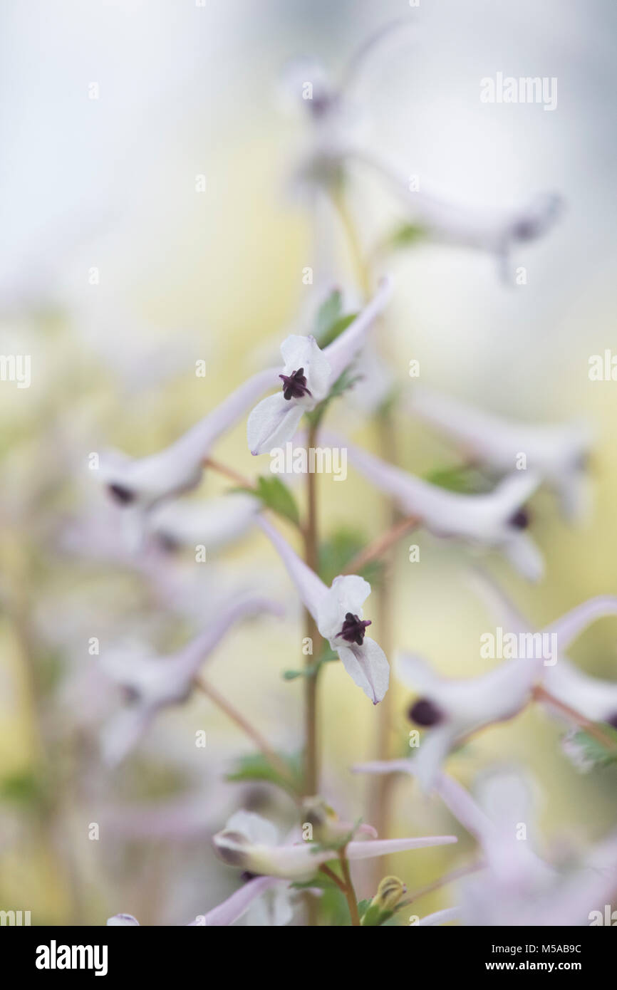 Corydalis henrikii flowers. Fumewort Stock Photo