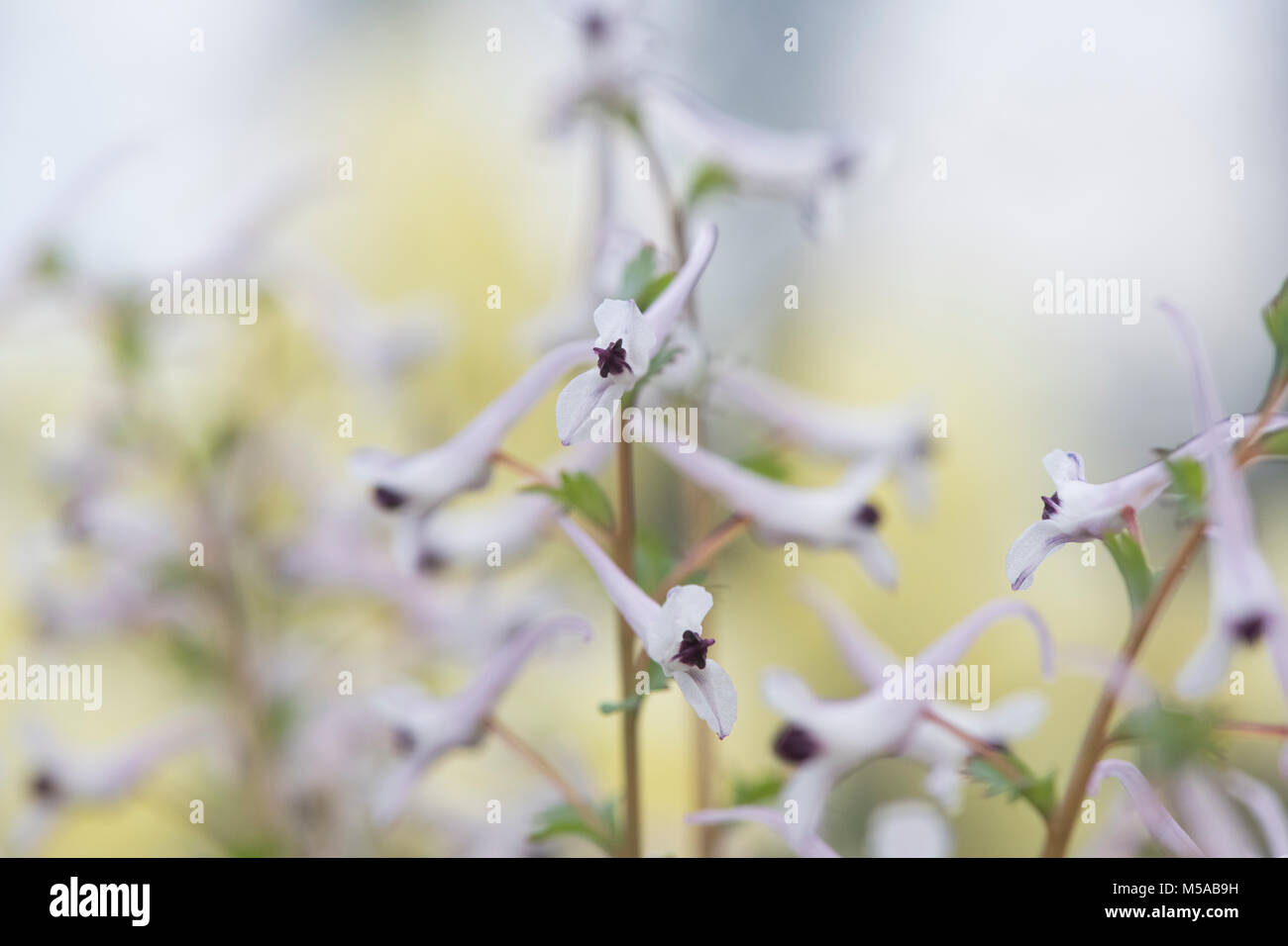 Corydalis henrikii flowers. Fumewort Stock Photo