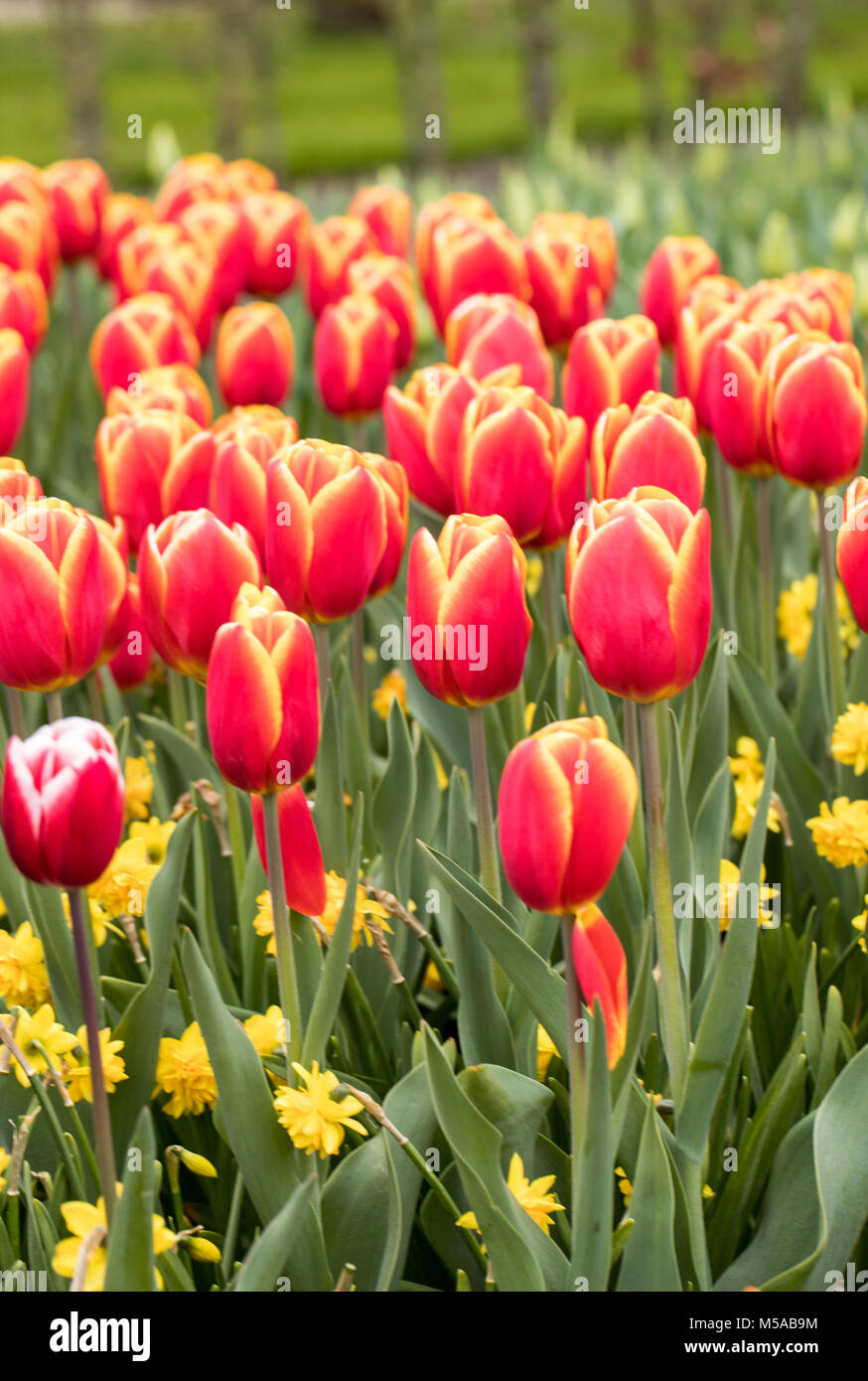 red tulips flowers blooming in a garden Stock Photo - Alamy