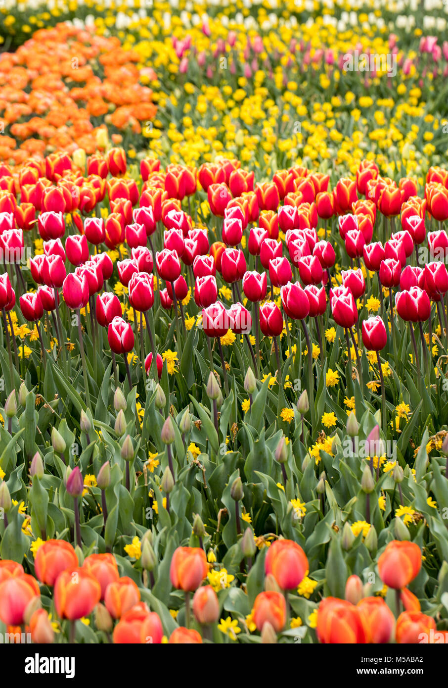 colorful tulips and daffodils blooming in a garden Stock Photo - Alamy