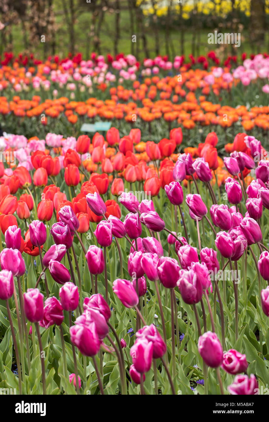 colorful tulips flowers blooming in a garden Stock Photo - Alamy