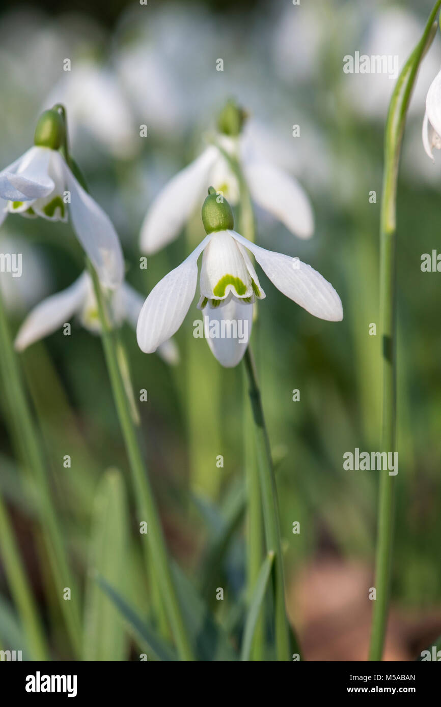 Galanthus ‘Mrs backhouse no 12’. Snowdrop flowers in February. UK Stock Photo Alamy