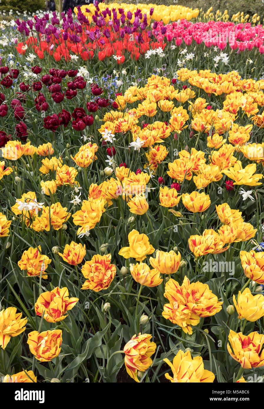 colorful tulips and daffodils blooming in a garden Stock Photo - Alamy