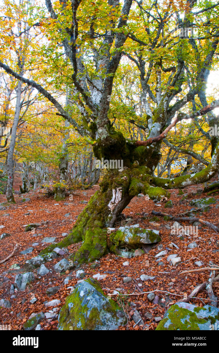 Old beech tree. Hayedo de la Pedrosa, Segovia province, Castilla Leon ...
