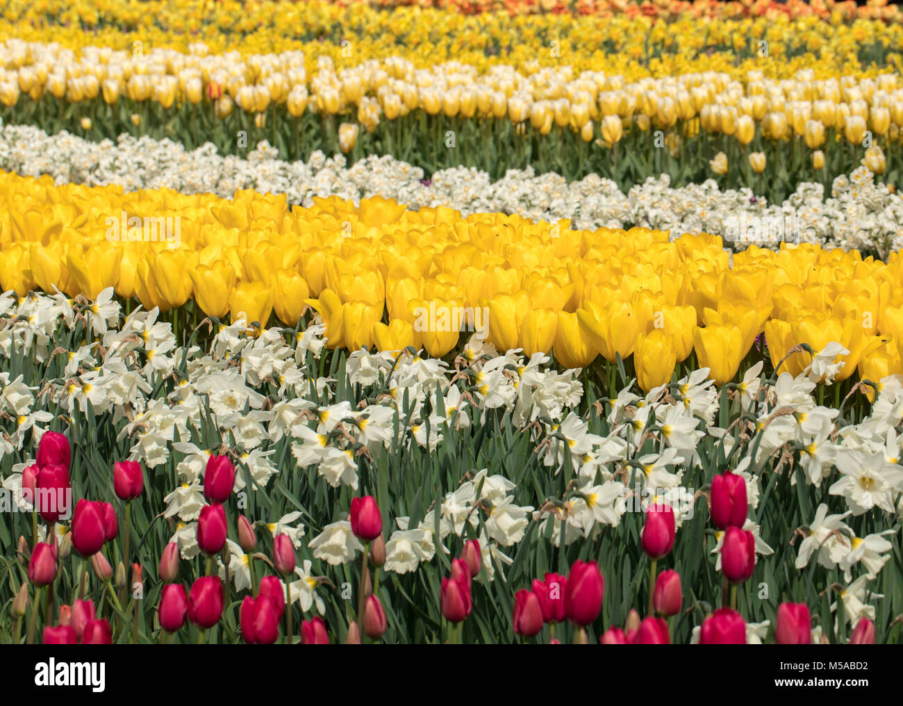 colorful tulips and daffodils blooming in a garden Stock Photo - Alamy