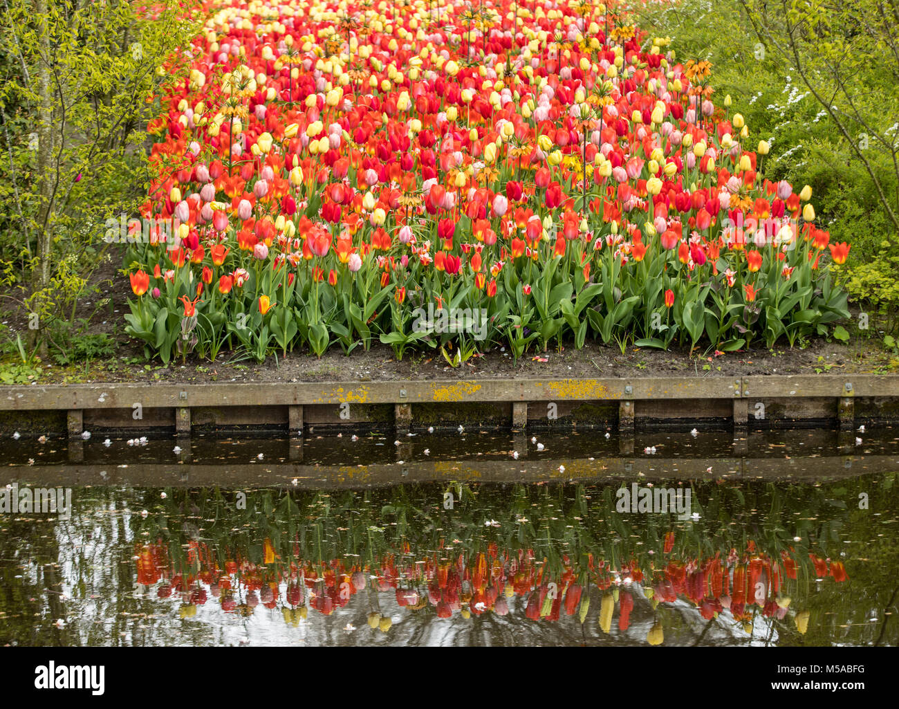 colorful tulips flowers blooming in a garden Stock Photo - Alamy