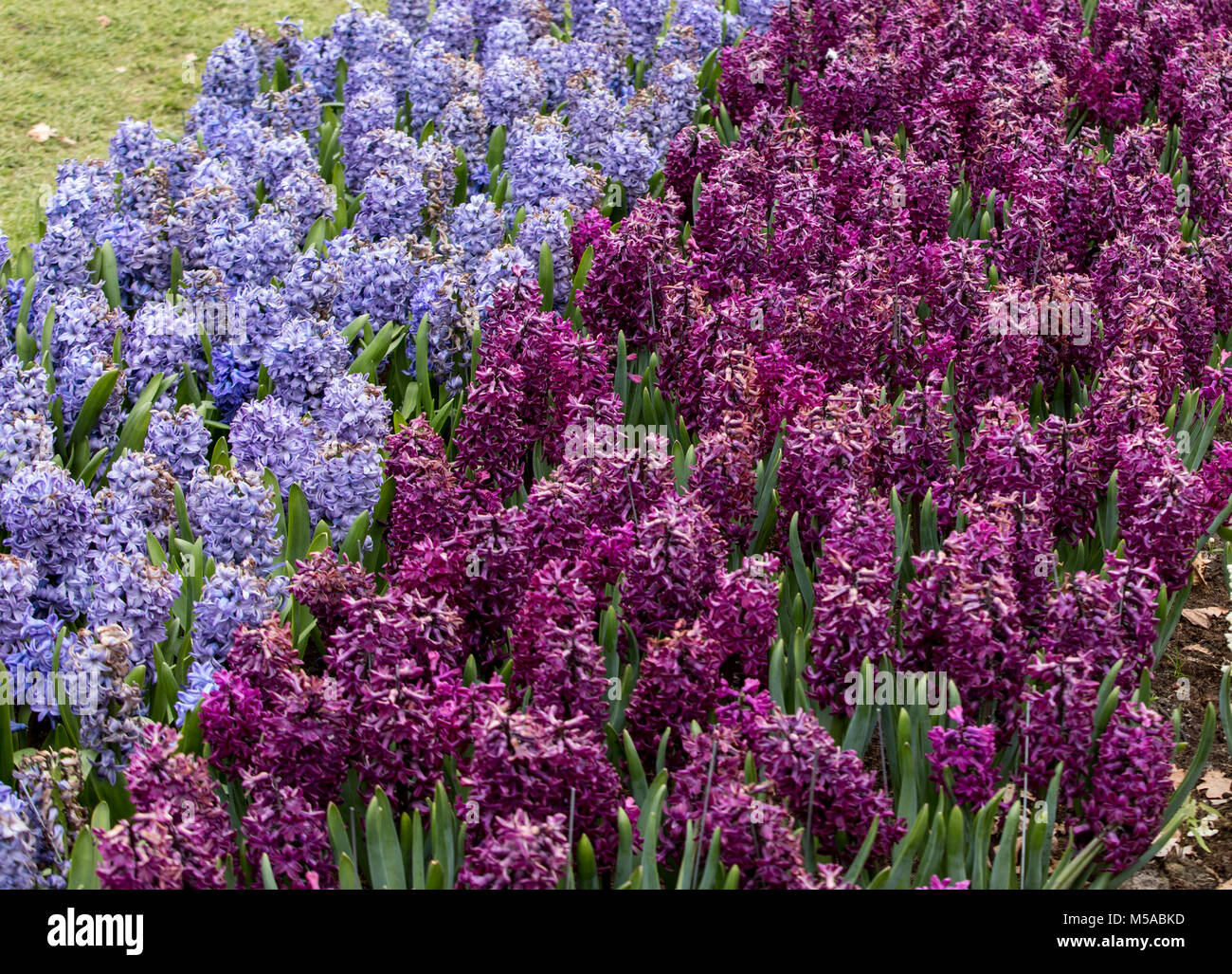 Purple and blue hyacinths flowers blooming in a garden Stock Photo - Alamy