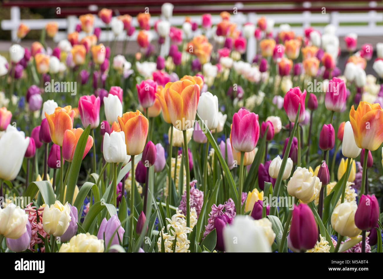 colorful tulips and hyacinths blooming in a garden Stock Photo - Alamy