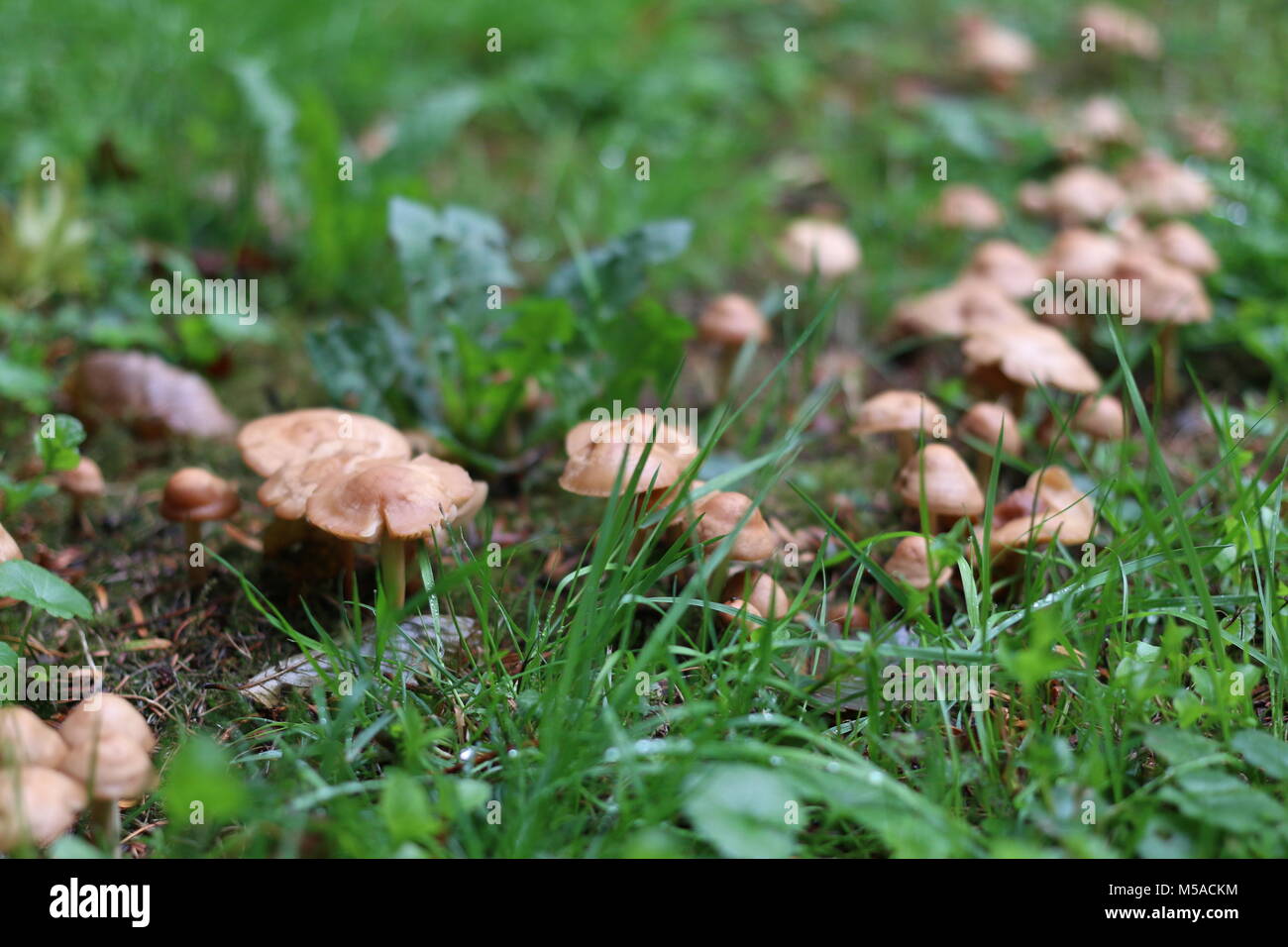 Brown mushrooms in a fairy ring Stock Photo