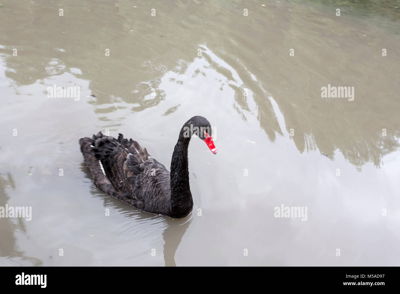Beautiful picture of a black swan in France Stock Photo Alamy