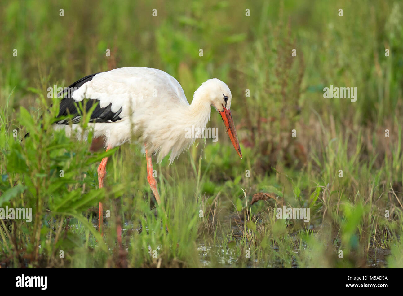 white stork in wetlands Stock Photo - Alamy