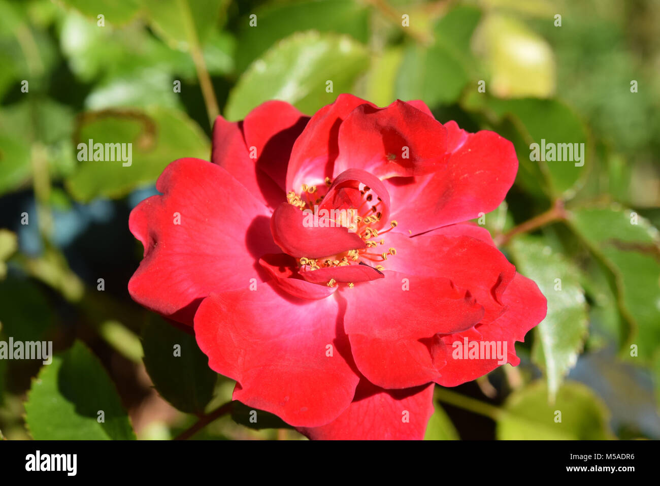 Ruby rose red carpet hires stock photography and images Alamy
