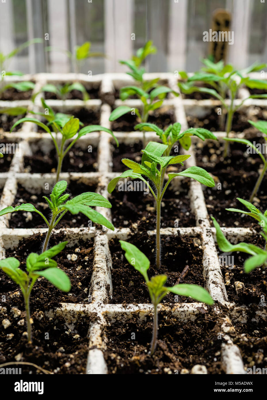 Tomato seedlings growing in a styrofoam tray in a