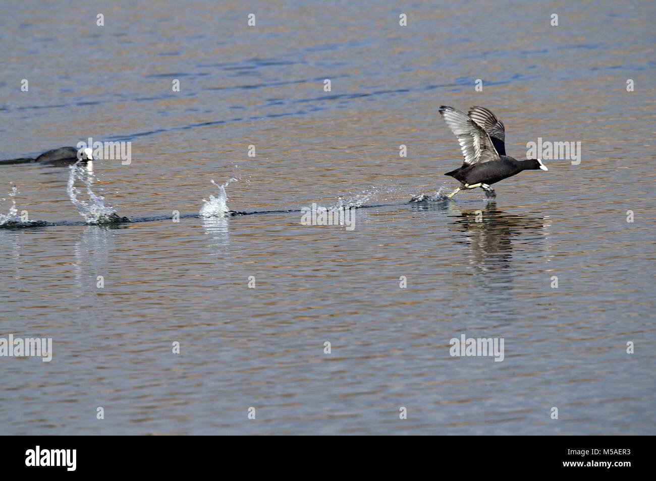 Coot wild duck running across a calm still lake Stock Photo Alamy