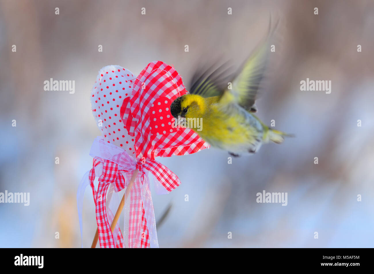 Small eurasian siskin (Spinus spinus) hovers near a two hearts for Valentine's Day with soft dawn background. Stock Photo