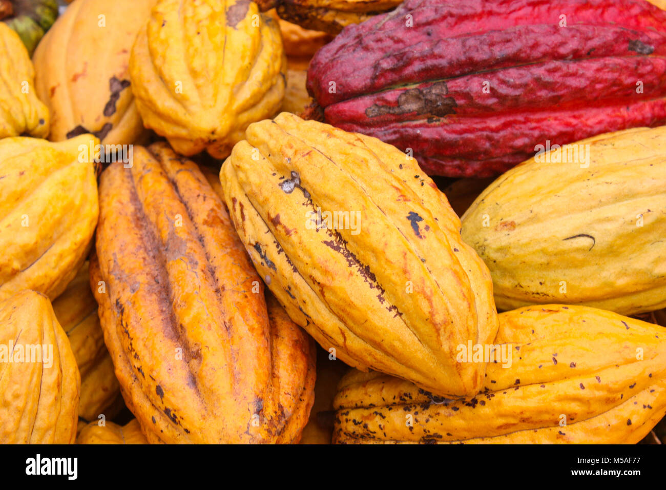 Pile of natural fresh harvested cocoa pods of mixed colors. Stock Photo