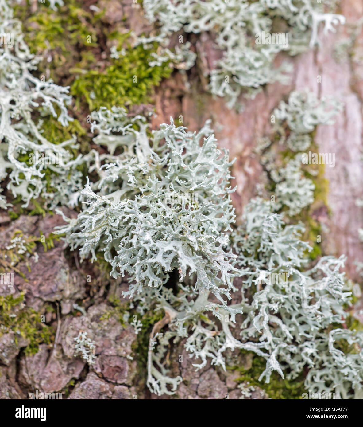 A grey lichen, Ramalina farinacea, growing on tree bark Stock Photo