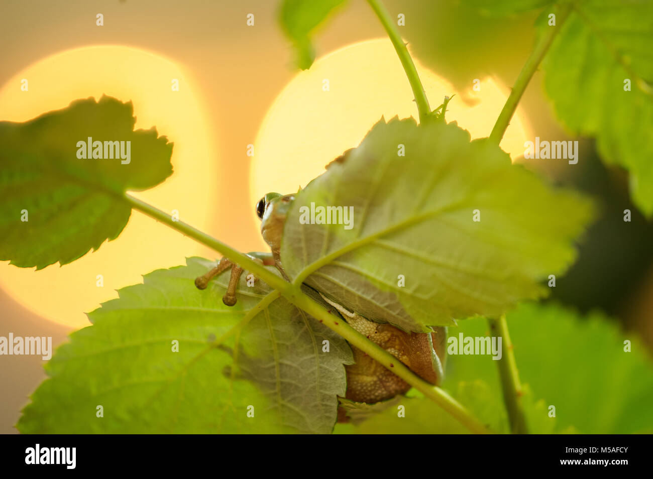 Hidden frog with backlights Stock Photo - Alamy