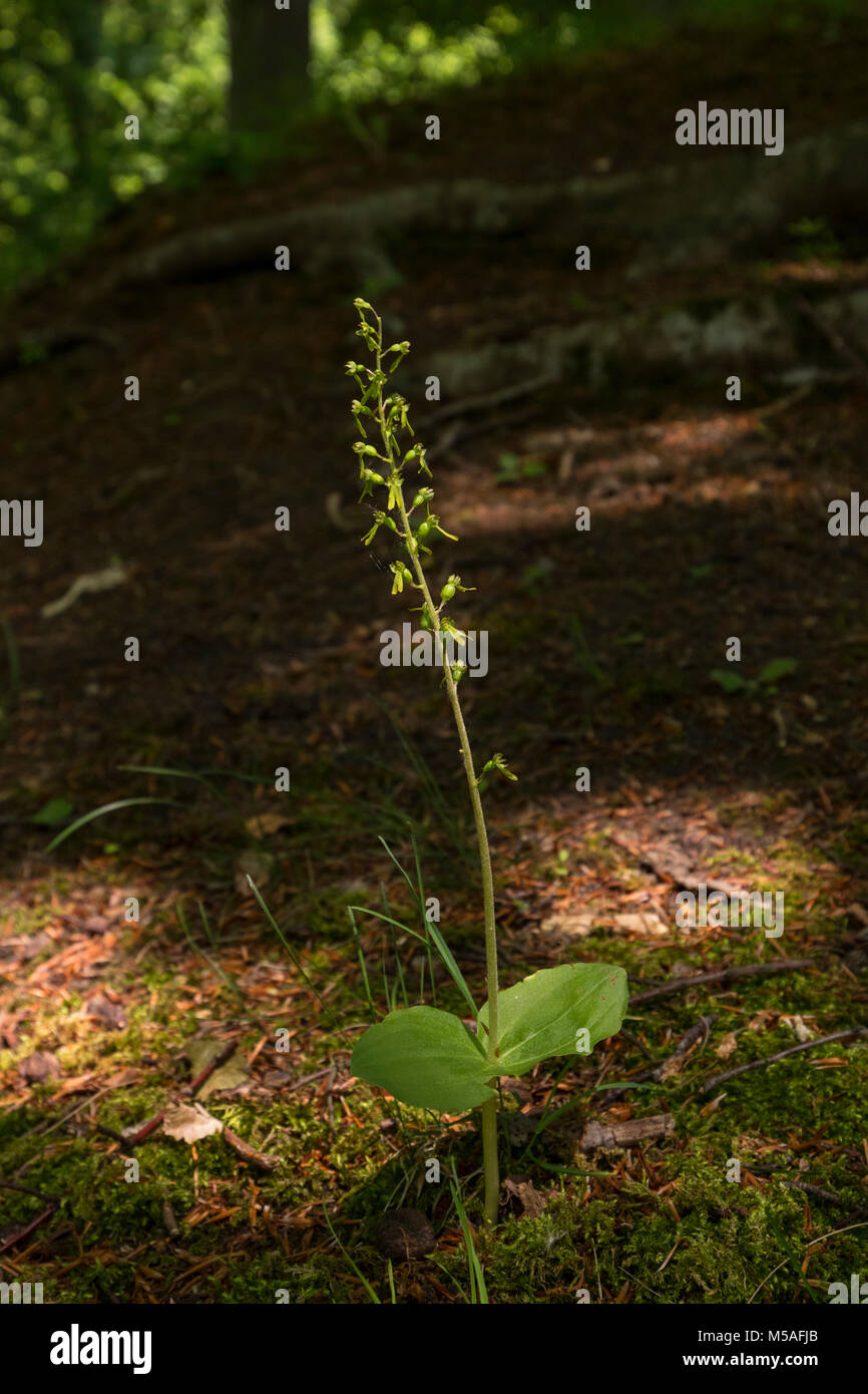 Common Twayblade (Neottia ovata) Stock Photo