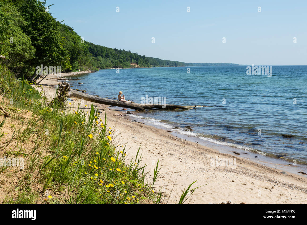 Woman relaxing on a tree trunk on the beach at Staksrode Skov Stock Photo