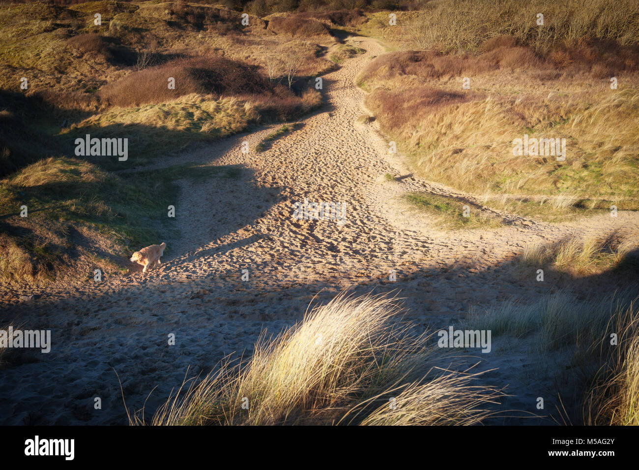 Dunes above Newton Beach, South Wales Stock Photo Alamy