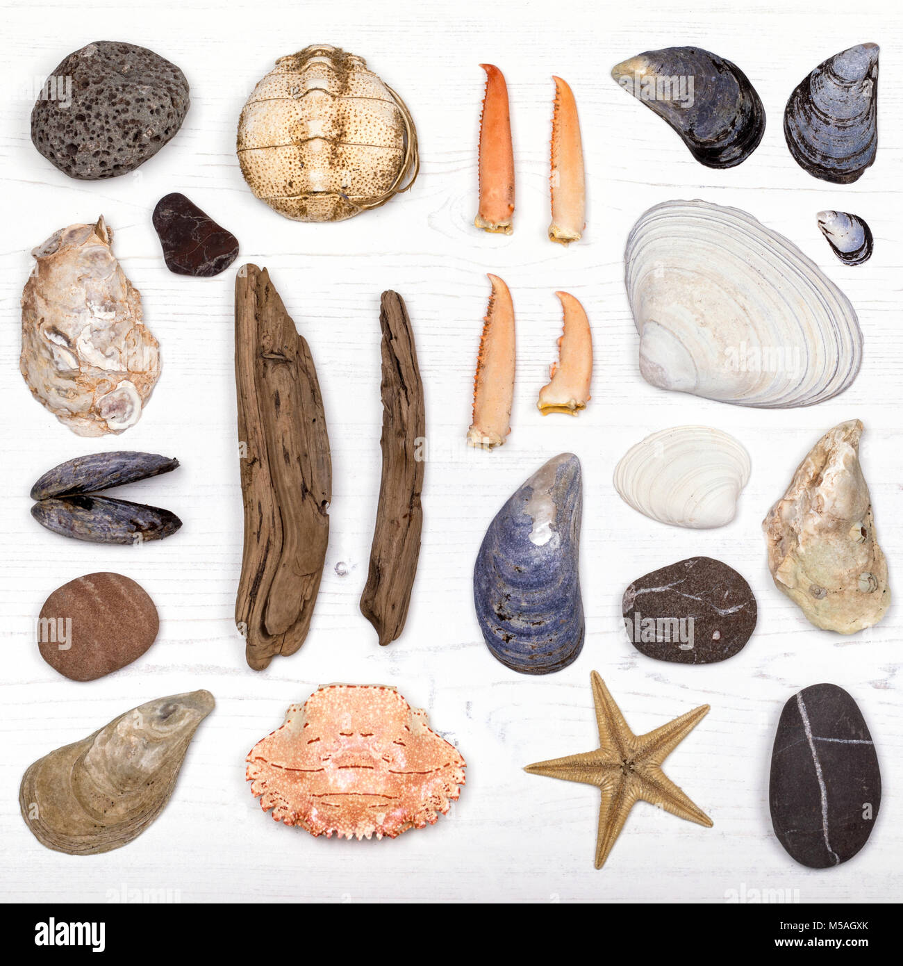 An overhead view of a collection of shells, lobster claws, pebbles ...