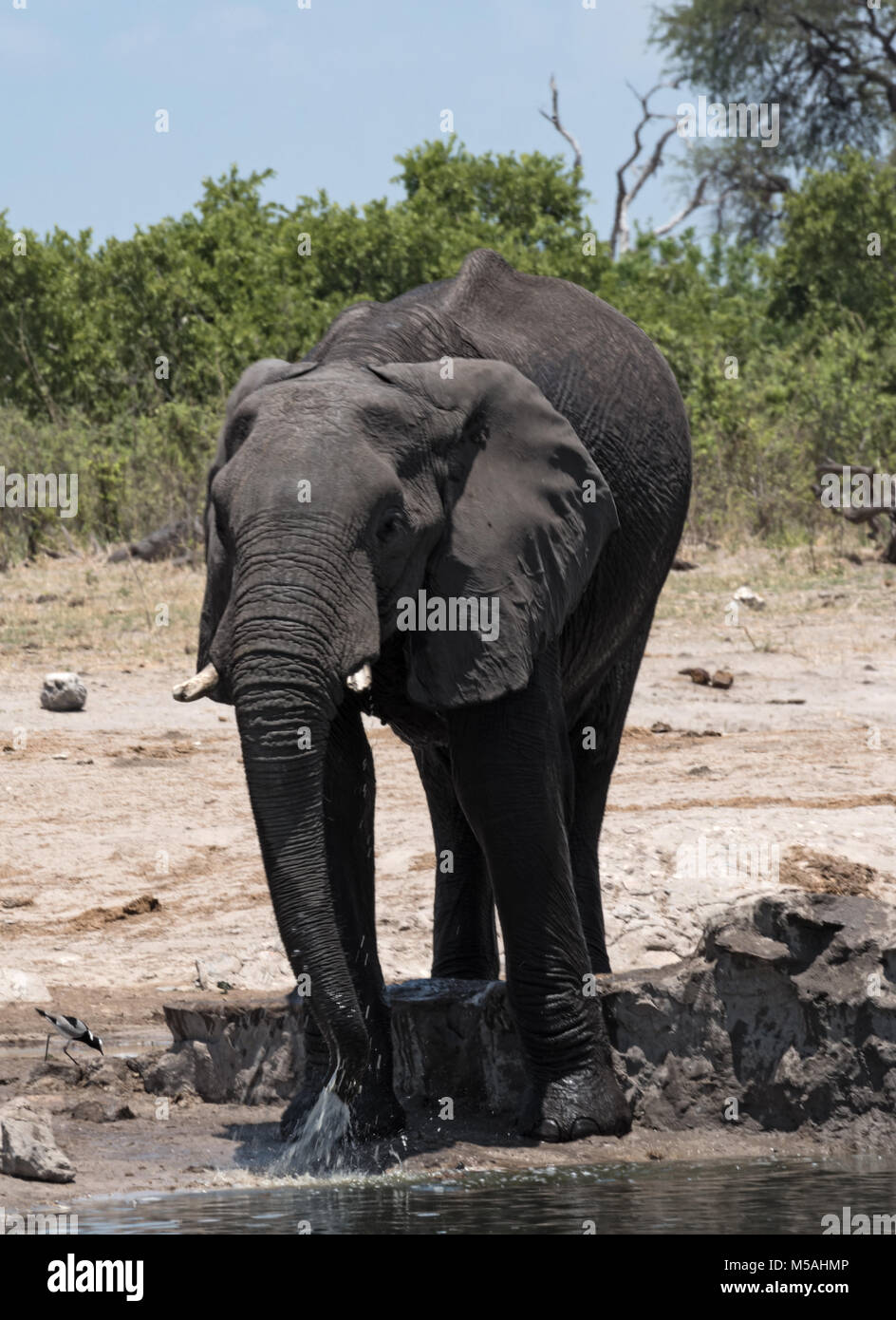 Elephant at a waterhole in Chobe National Park, Botswana Stock Photo