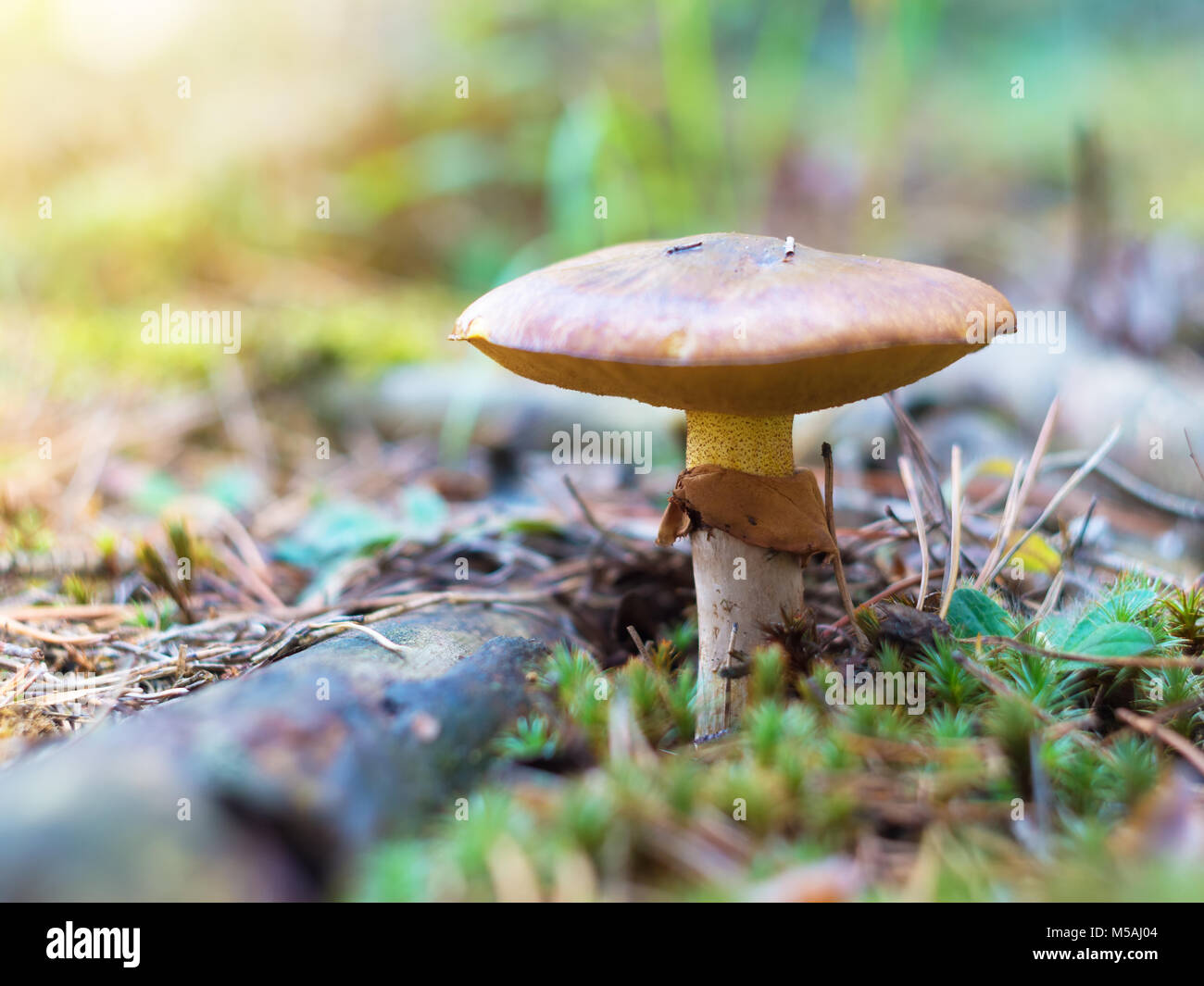 Greasers hi-res stock photography and images - Alamy