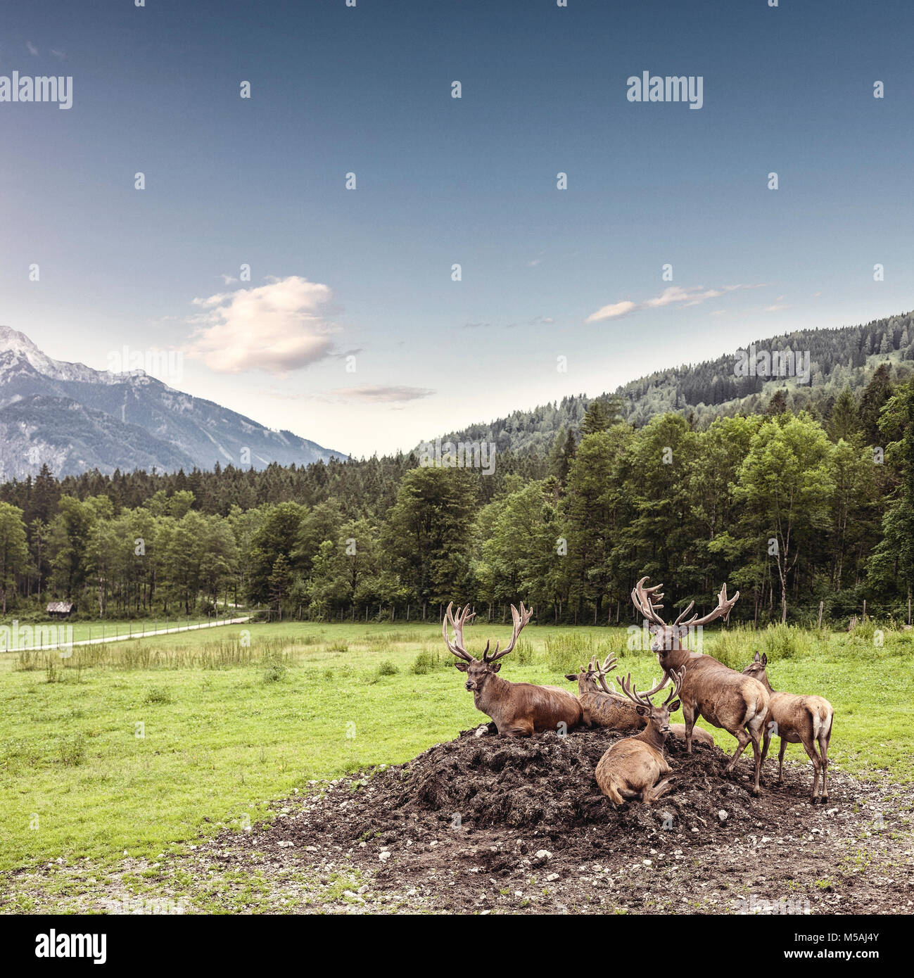 Magnificent herd of red deer with branched antlers grazes in grass at beautiful nature in the mountains Stock Photo