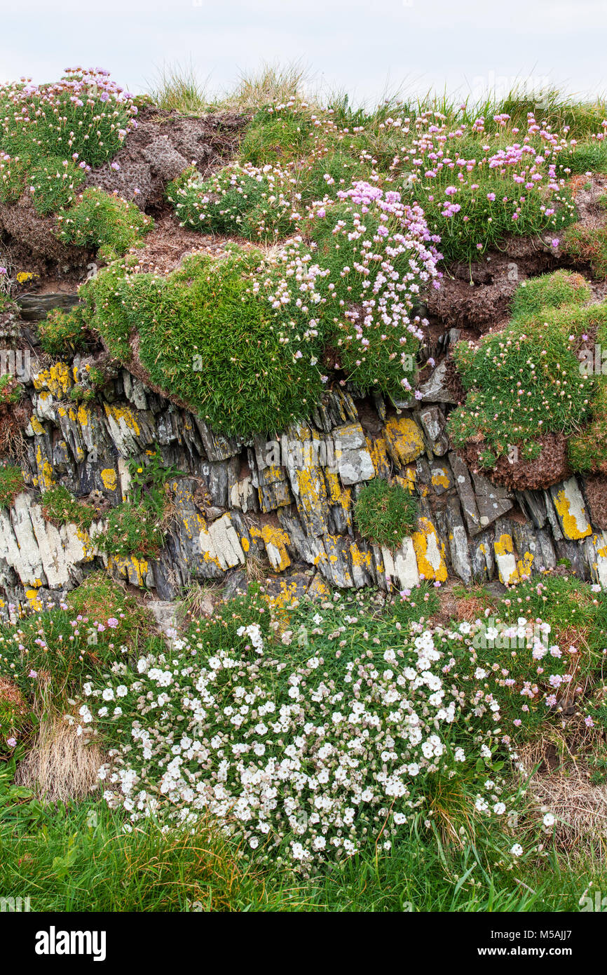 Dry stone wall with Ameria maritima, Thrift, Sea Thrift, Sea Campion - Cornwall, UK Stock Photo