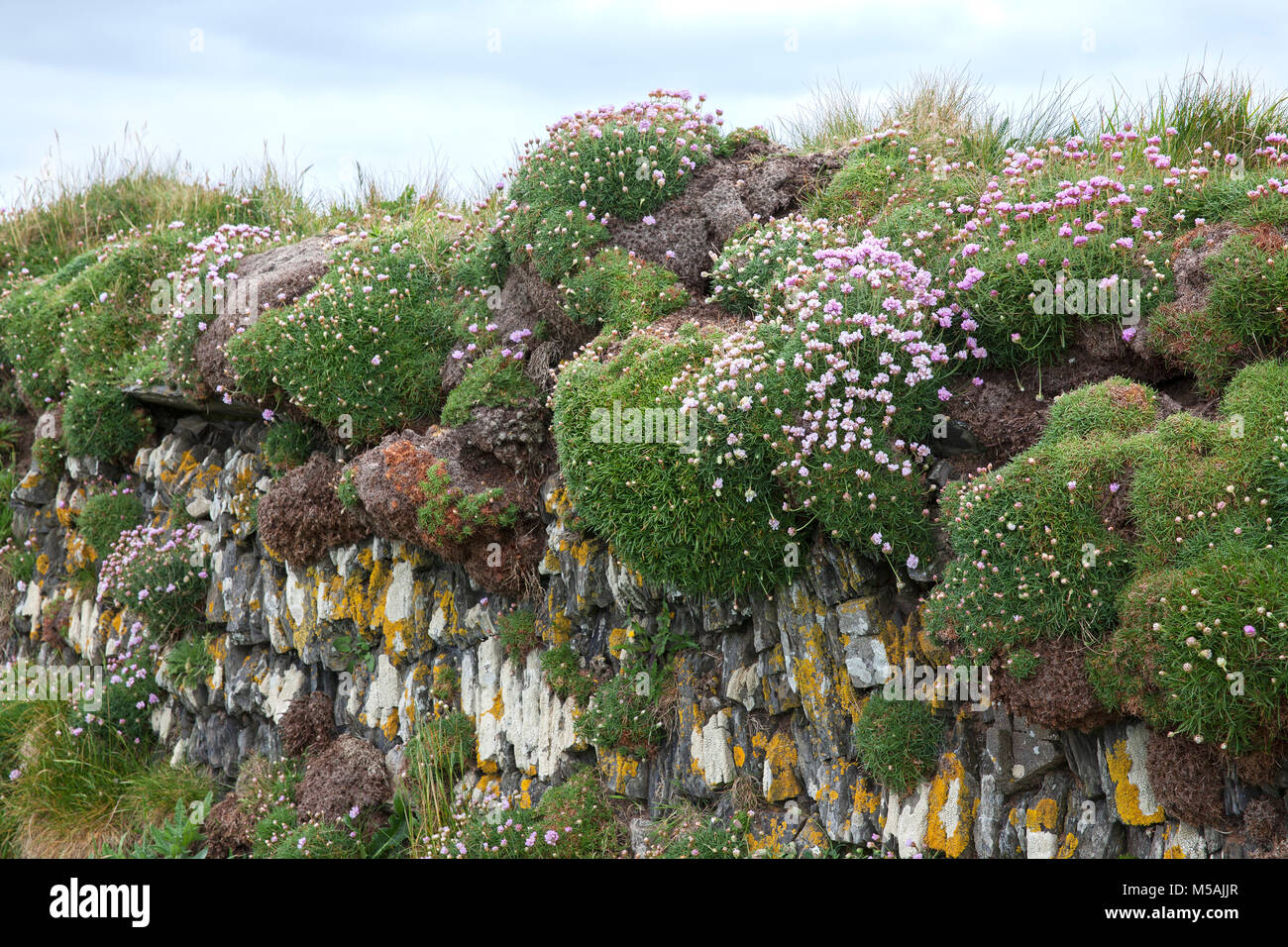 Dry stone wall with Ameria maritima, Thrift, Sea Thrift - Cornwall, UK Stock Photo
