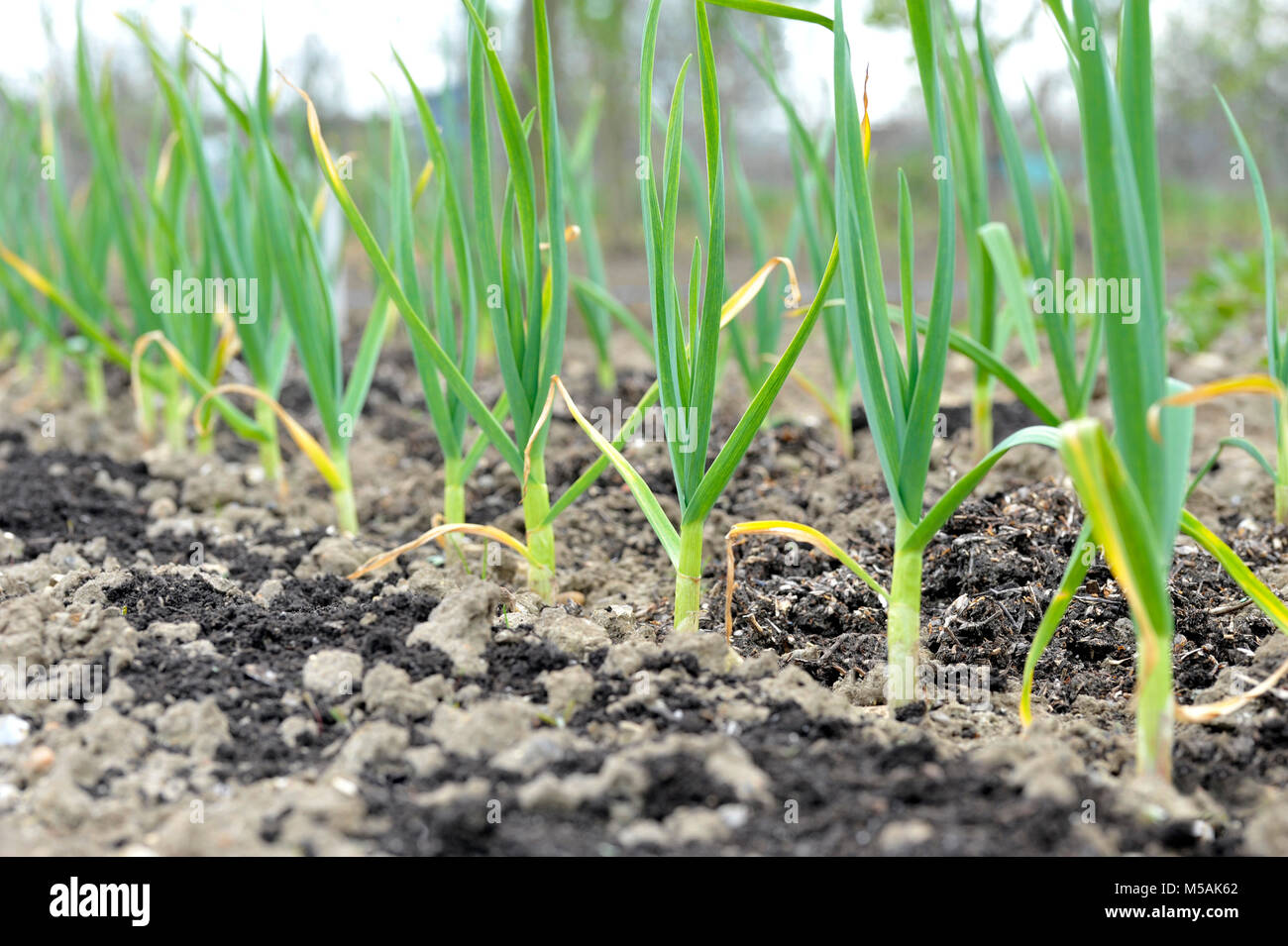 Garlic plants, allium sativum, row growing in a vegetable garden Stock