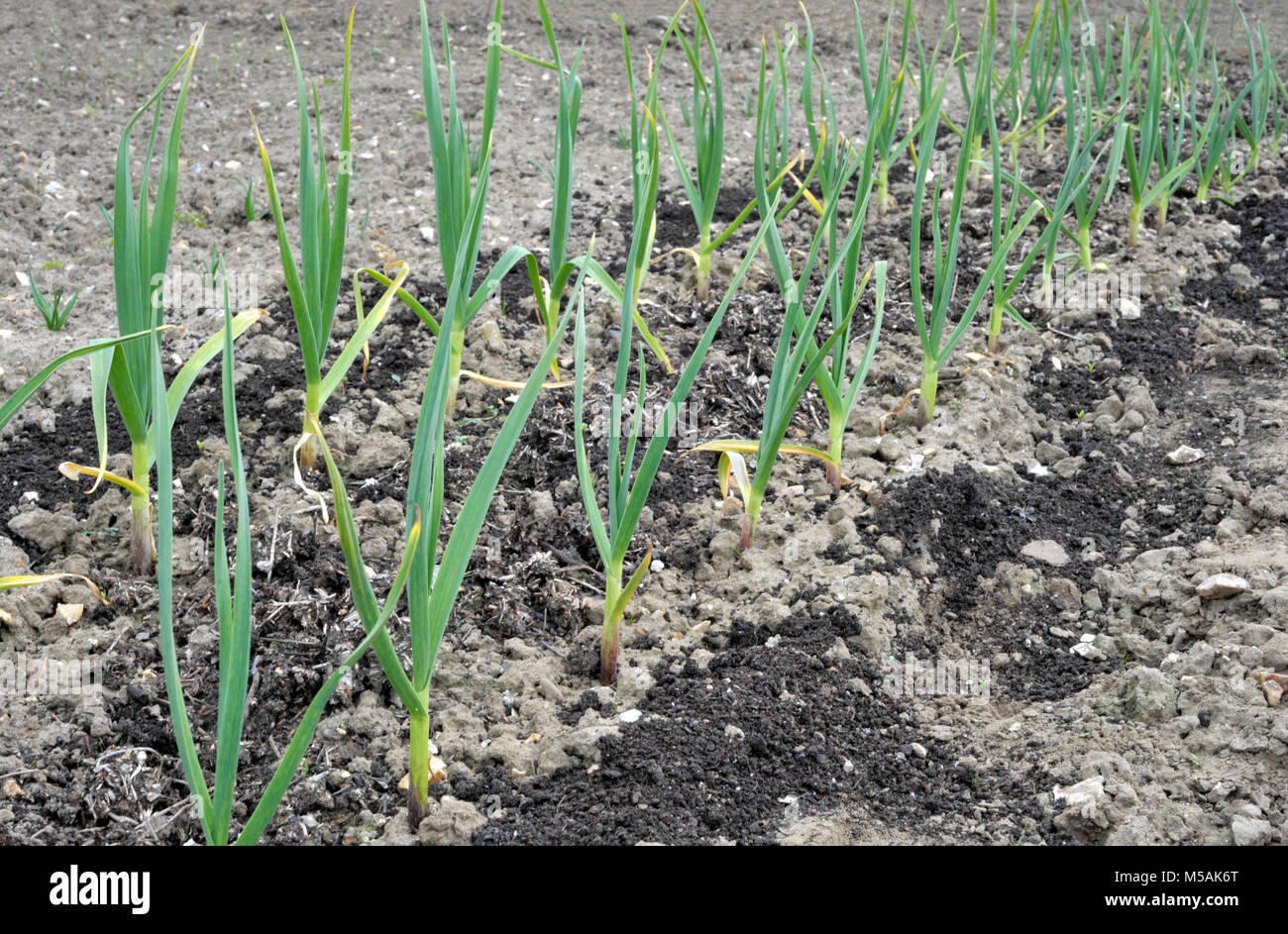 Garlic plants, allium sativum, row growing in a vegetable garden Stock