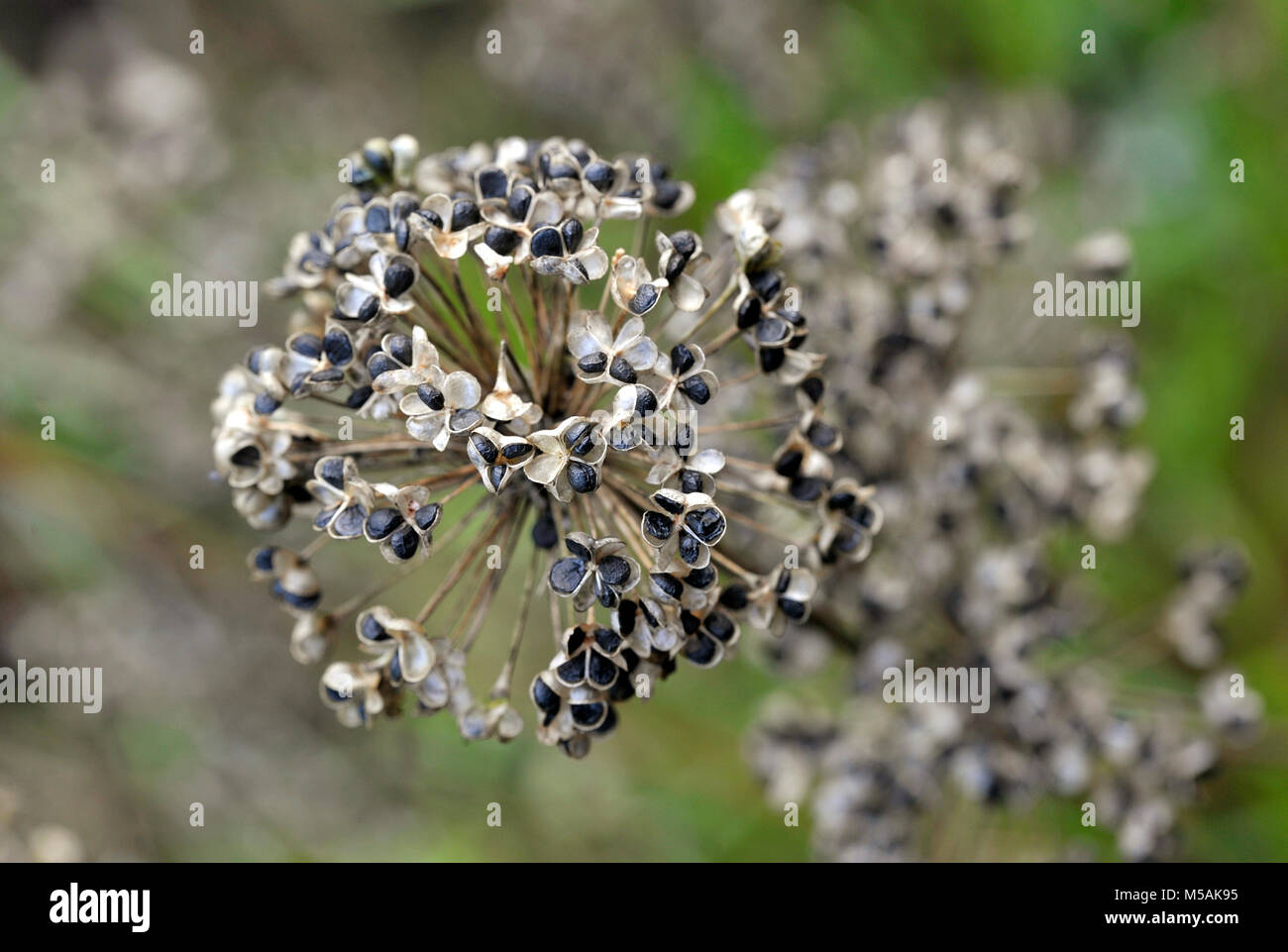 Onion seeds and seed head, allium seed saving in the vegetable garden