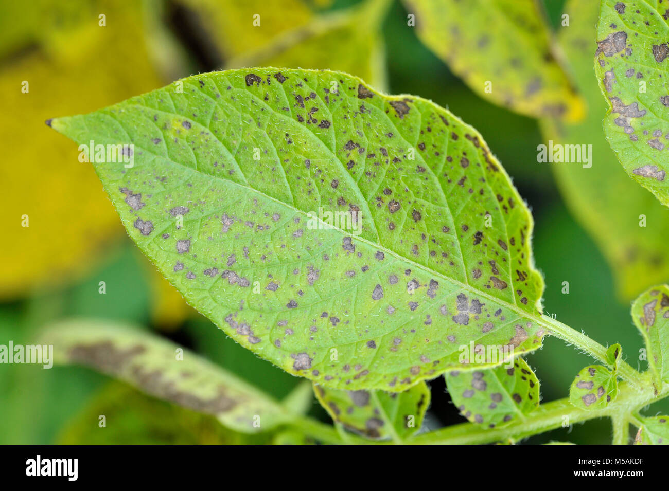 Potato leaf blight on maincrop potato foliage, a fungal problem Phytophthora Infestans and is a