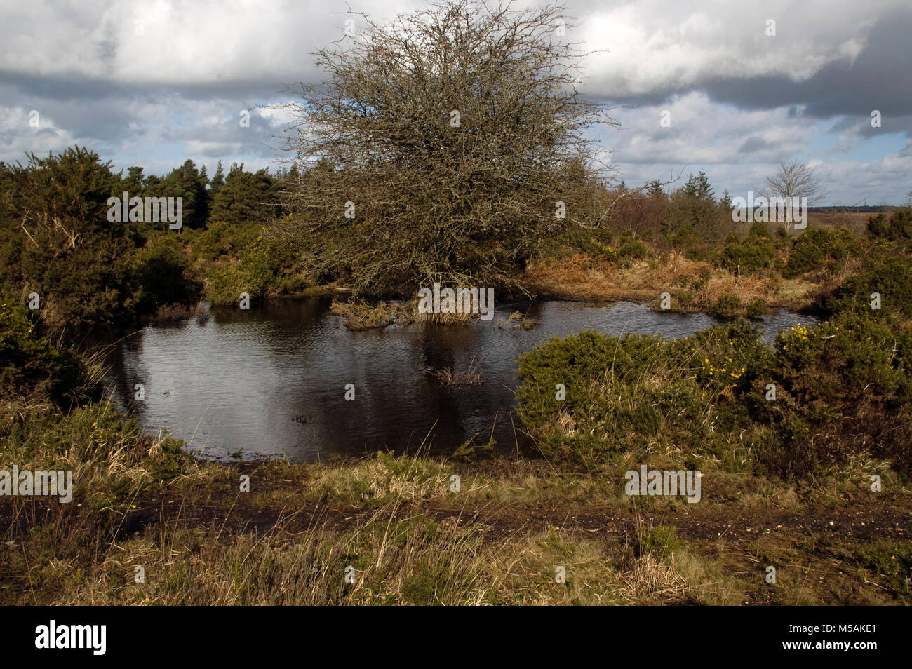 New Forest at War, remaining evidence of wartime defences and activity. Stock Photo