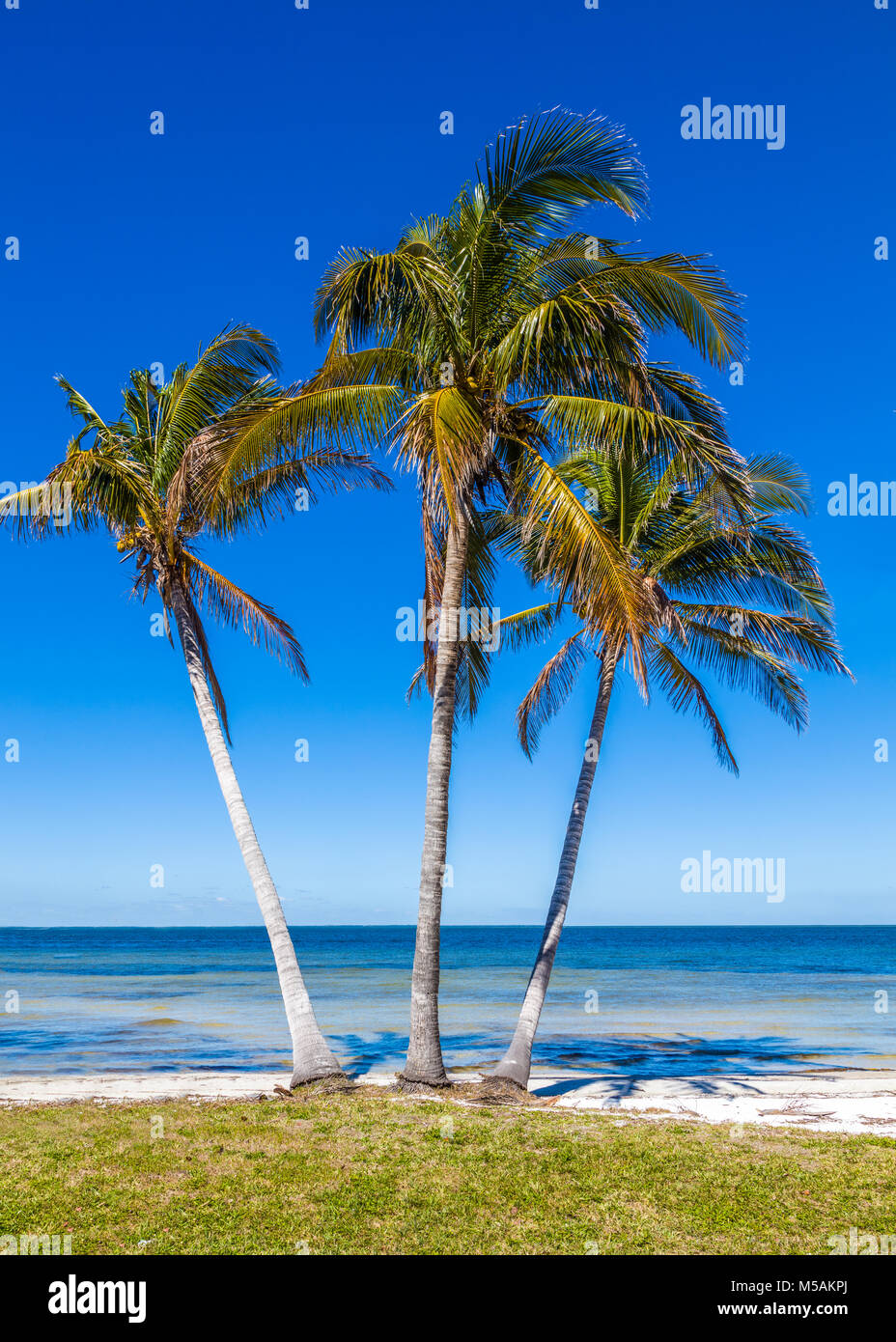 Palm trees beach mexico hires stock photography and images Alamy