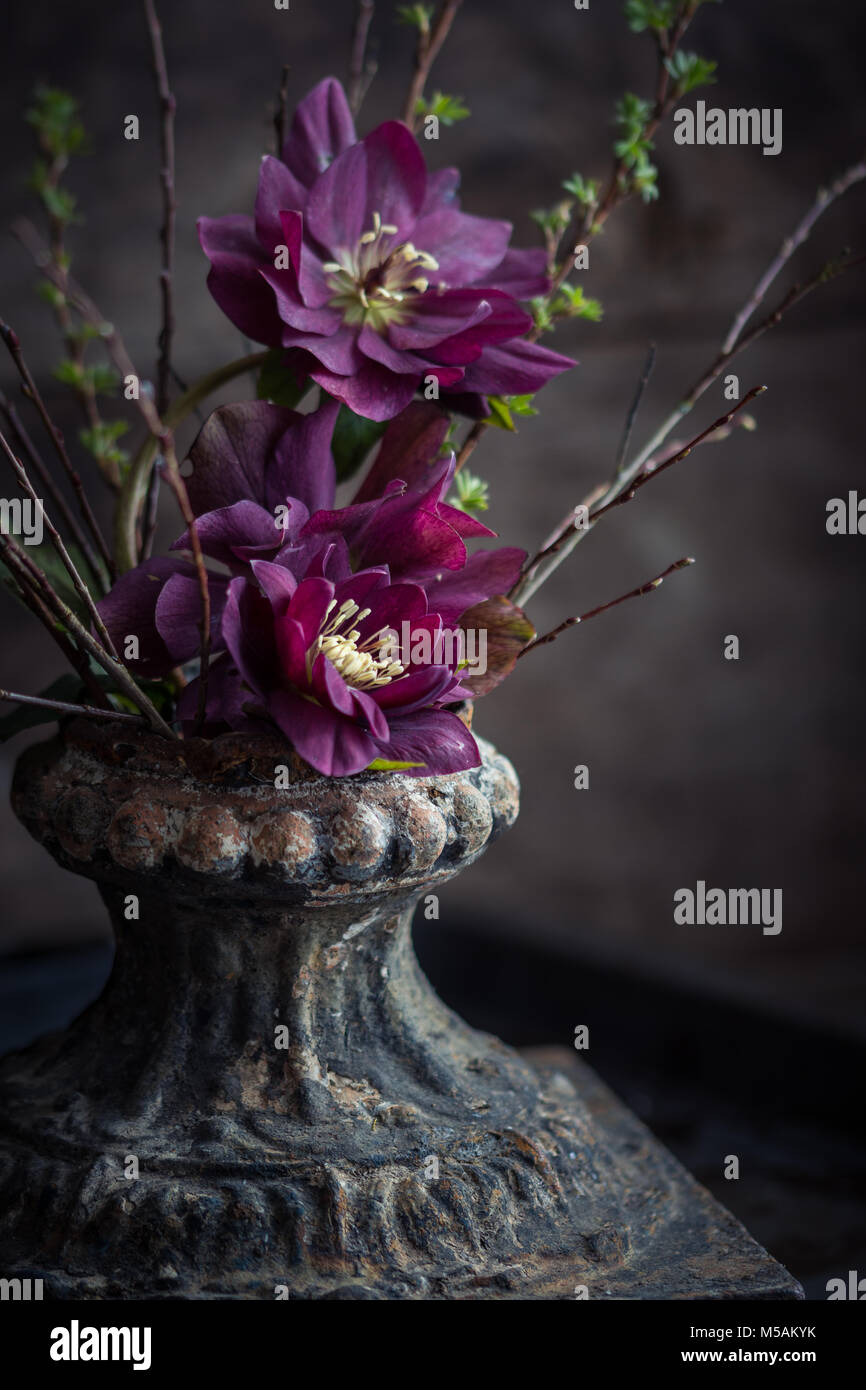 Double purple Helleborus orientalis in cast iron vase - dark flowers Stock Photo