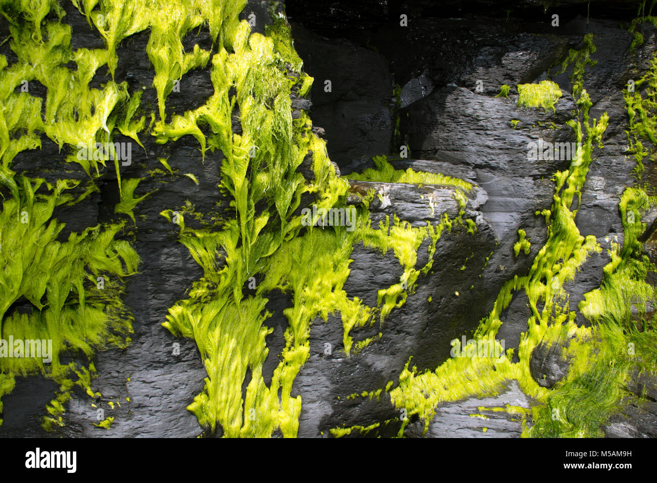 Seaweed on the cliff face at low tide at Kimmeridge, Dorset. Stock Photo