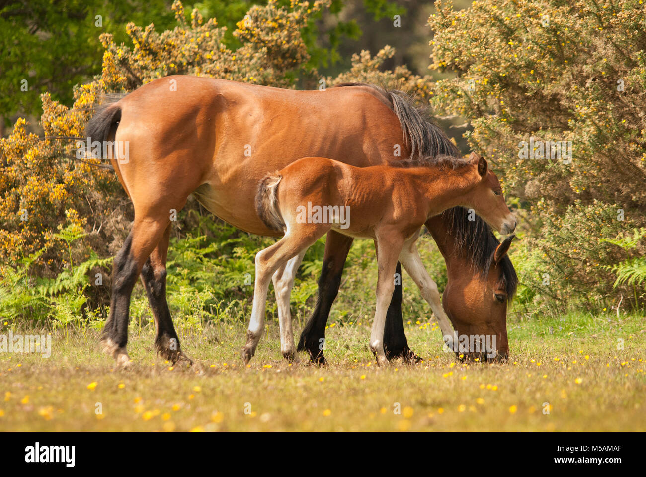 New Forest ponies roaming the national park during the summer. Stock Photo