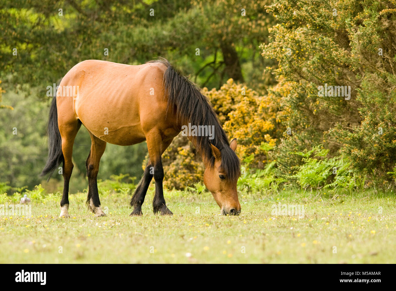 New Forest ponies roaming the national park during the summer. Stock Photo