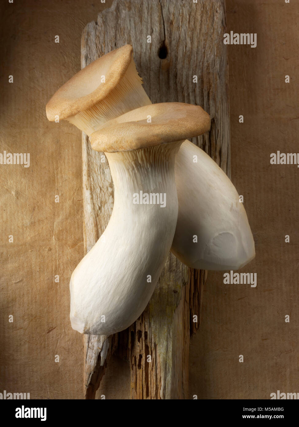 arrangement of Fresh picked  king oyster mushrooms against a wood background Stock Photo