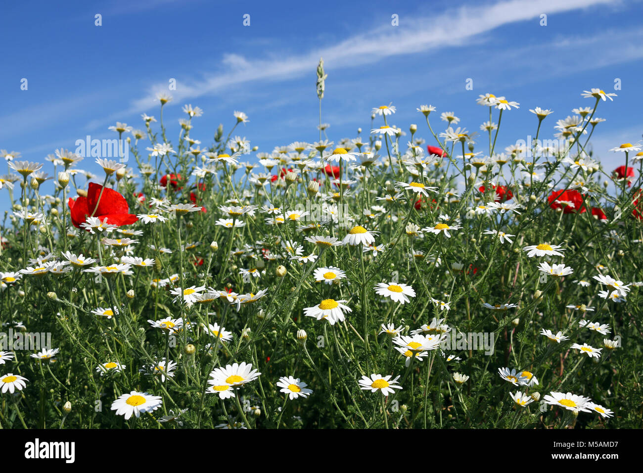 chamomile flower and blue sky spring season Stock Photo