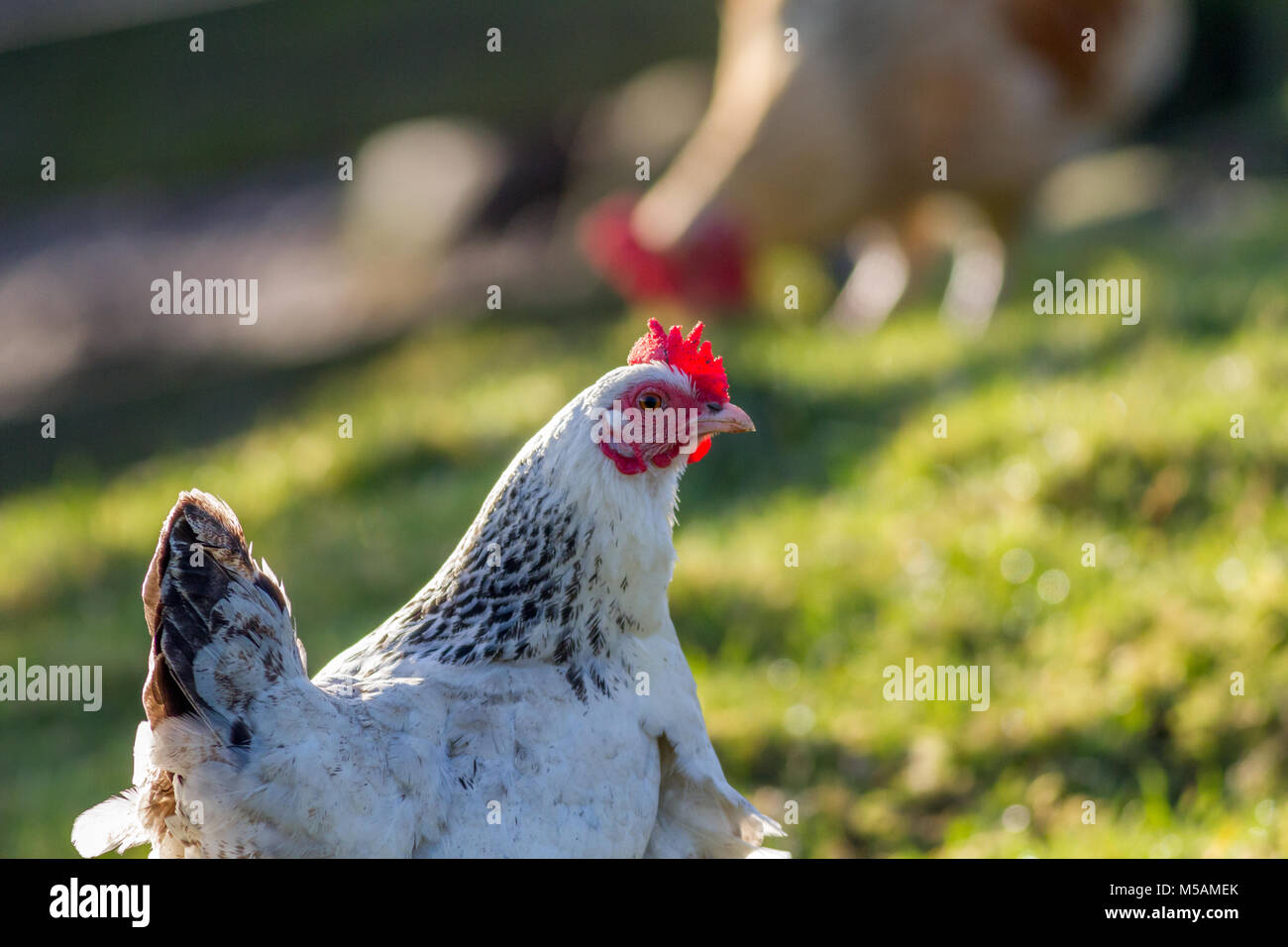 White and black leghorn chicken with red upright comb Stock Photo