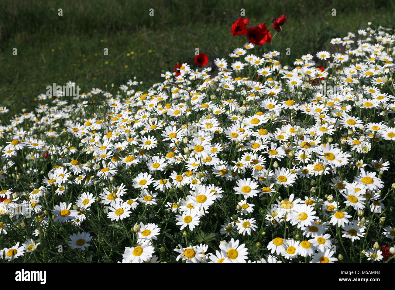 white chamomile flower meadow spring season Stock Photo