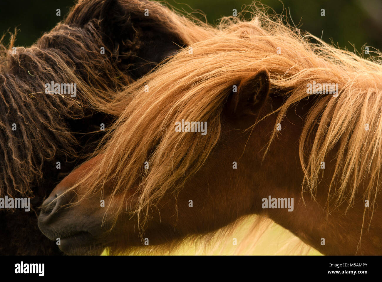 New Forest ponies roaming the national park during the summer. Stock Photo