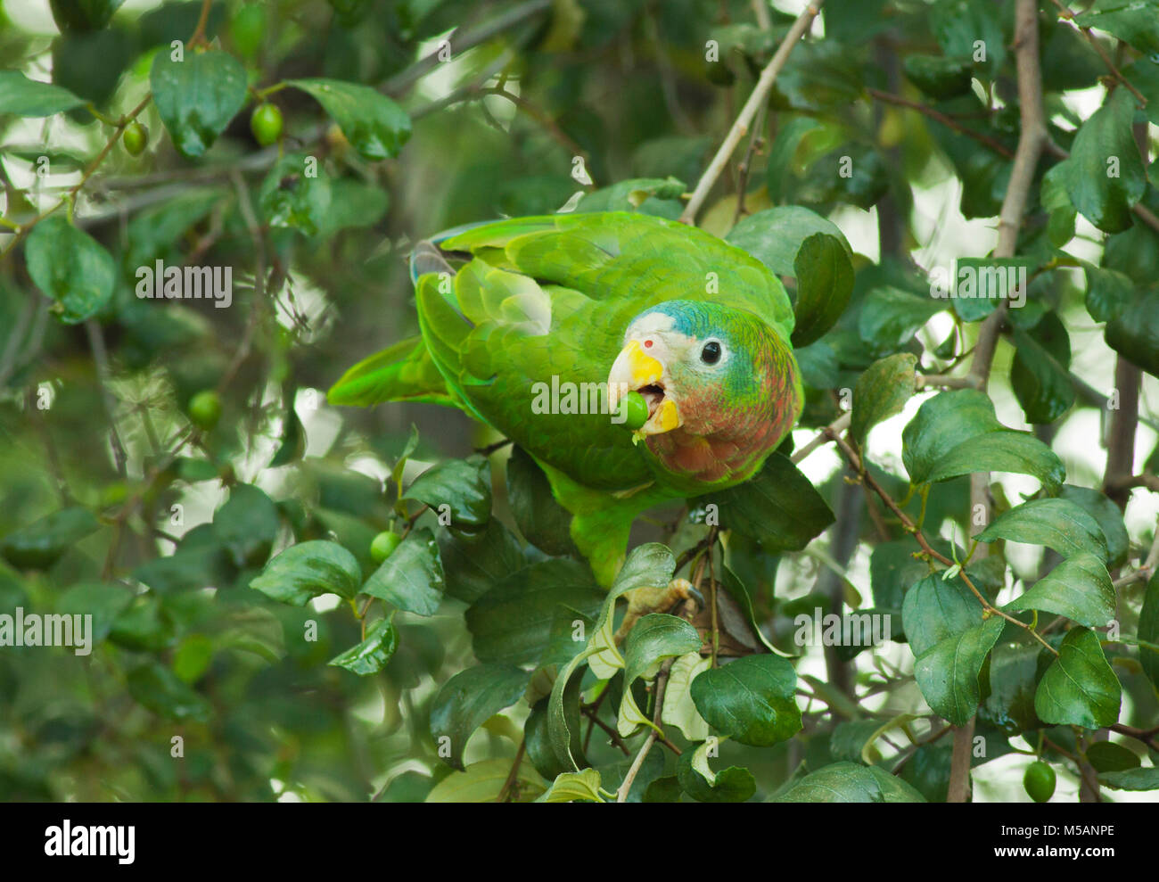 Yellow-billed Amazon Parrot (Amazona collaria) Vulnerable, Endemic to Jamaica, wild Stock Photo