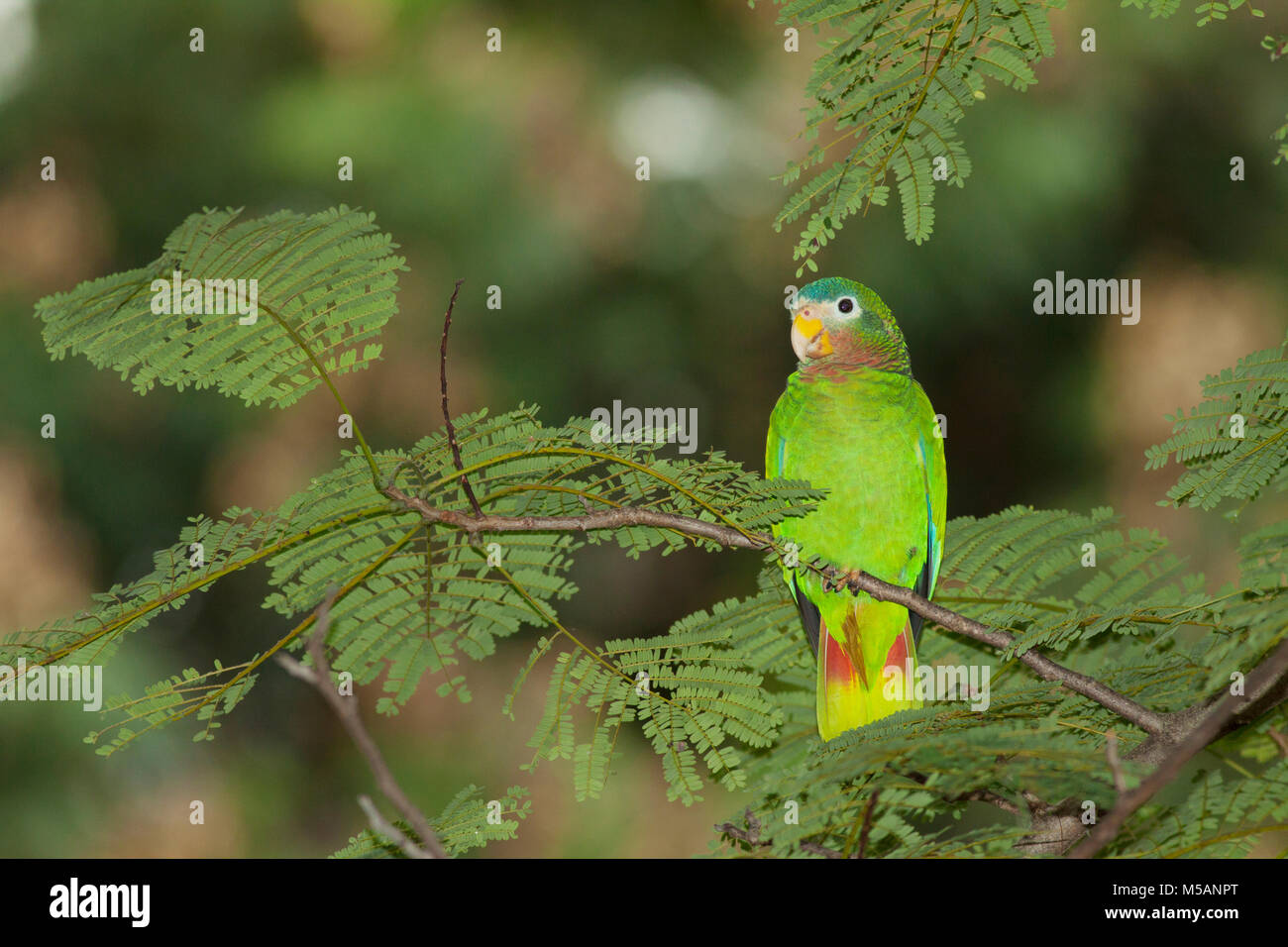 Yellow-billed Amazon Parrot (Amazona collaria) Vulnerable, Endemic to Jamaica, wild Stock Photo