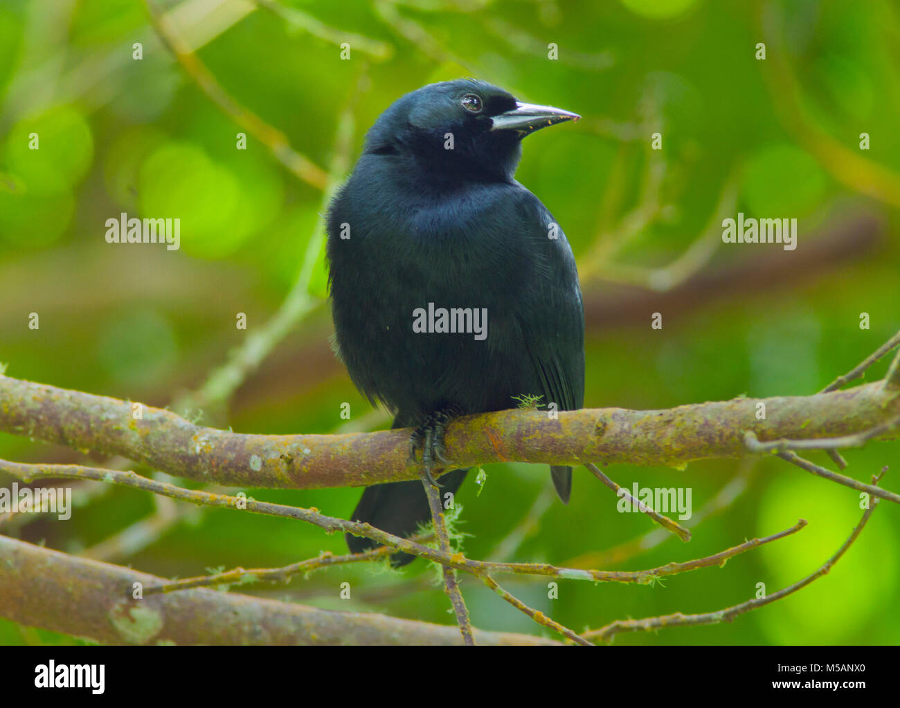 Jamaican Blackbird Nesopsar Nigerrimus ENDANGERED Endemic To Jamaica jamaican-blackbird-nesopsar-nigerrimus-endangered-endemic-to-jamaica
